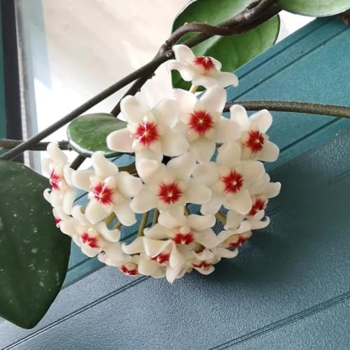 Generic 200 pezzi di semi pendenti di Hoya, fiori da balcone, semi di bonsai (Hoya carnosa) perenni resistenti, piante in vaso fiori resistenti per balcone, piante da giardino semi biologici, fiori di pi