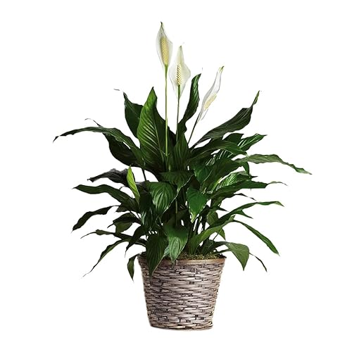 FAXIFLORA Pianta di Spathiphyllum