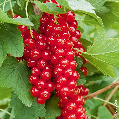 acquaverde Pianta Albero Arbusto Da Frutto Ribes Rosso Perenne In Zolla Pronta Al Trapianto 30 Cm Giardinaggio