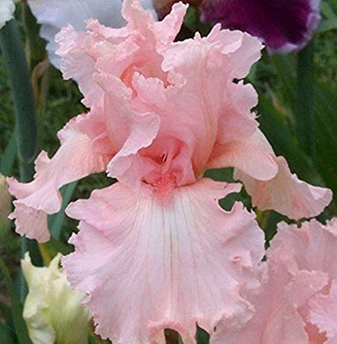 Flower field Story 2 pezzi di perle di iris rosa, bellissime arbusti fioritori, radice di iris, grandi teste di fiori spettacolari