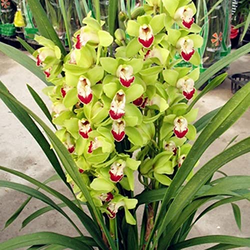 JASNDH Cymbidium Bulbos, Bulbi da giardino,Fiori recisi,Piante perenni, Pianta delle Orquídeas, Orquídeas bulbos, Bulbi di Cymbidium, Winterharte, Decorazione del balcone-10 Bulbos-J