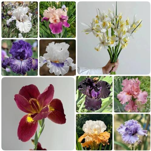 Generic 6 Pezzi Bulbi Di Iris, Perenne Resistente, Bulbi Di Piante Di Iris, Mix Di Fiori, Piante Da Giardi Roccioso, Tuberi Di Iris Resistenti Iris Tectorum Bulbi A Fioritura Primaverile