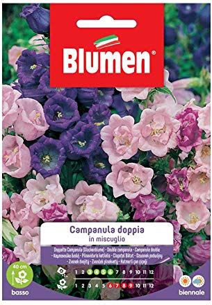 Blumen SEMI CAMPANULA DOPPIA MIX