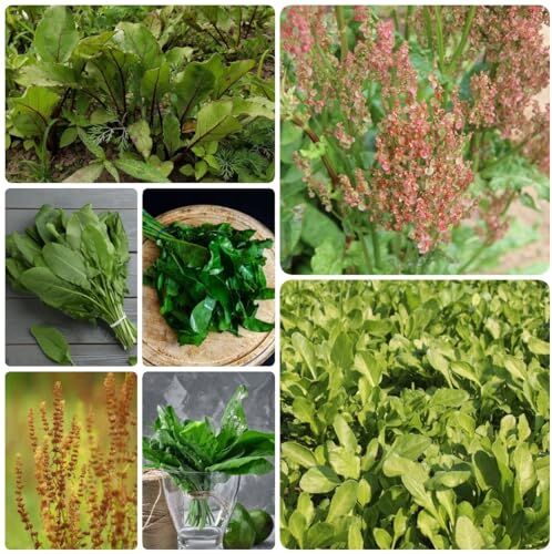 Generic 50 Pezzi Di Semi Di Piante Di Acetosa Semi Di Erbe, Semi Di Verdure Antiche (Rumex Acetosa) Erbe Da Giardi, Verdure Invernali, Piante In Vaso Resistenti, Cucina Per Orto, Piante Di Ortag