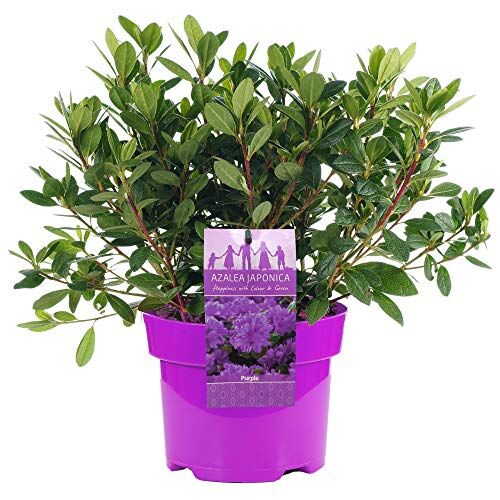 GardenersDream Azalea giapponese viola, pianta sempreverde colorata per il giardino esterno in vaso da 2L.