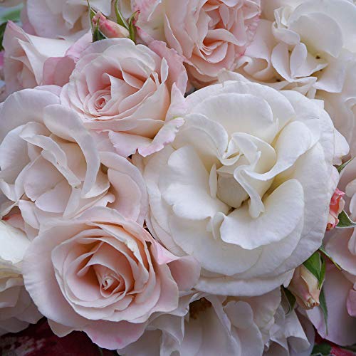 Rose Barni Papa Francesco®, rosa rampicante in vaso di ®, pianta di rosa rampicante rifiorente a mazzi, altezza raggiunta fino a 3,5 metri, rifiorente con fiori color rosa chiaro, cod. 20068.