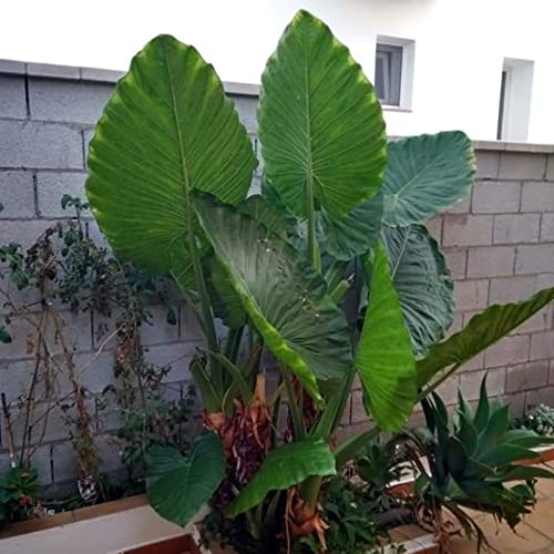 JASNDH Bulbo oreja de elefante, Bulbos Colocasia,Rara,Bulbos de alocasia,Bulbo dell'orecchio di elefante, Winterharte, Pianta perenne, Naturale-8 Bulbo-D