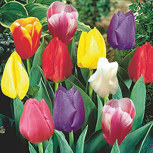 JASNDH Tulipani Bulbi, Rara,Bulbi Tulipani, Bulbi di tulipani, Winterharte, Pianta perenne, Naturale-25 Bulbi-I