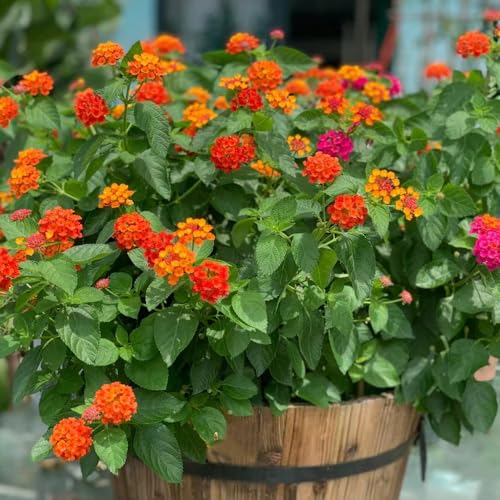 WJKWY-Q 700 pezzi lantana acquista semi prodotti sostenibili decorazione floreale, Lantana camara, regalo di ringraziamento piante decorative piante in vaso all'ester serra resistente balcone se