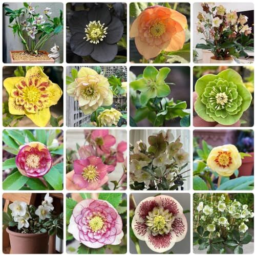 Generic 200 Pezzi Semi Di Piante Di Rose Di Natale, Semi Di Fiori, Piante Perenni Resistenti, Piante Da Balcone, Semi Di Rose Di Natale Resistenti Helleborus Thibetanus Fiori Decorativi, Semi Di