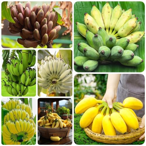 Generic 200 Pezzi Semi Di Banana Resistenti Frutta Foglie Di Vite Fresche Piante Resistenti Per Balcone Semi Di Banana Musa Nana Alberi Da Frutto Piante Resistenti Per Giardi Alberi Da Frutt