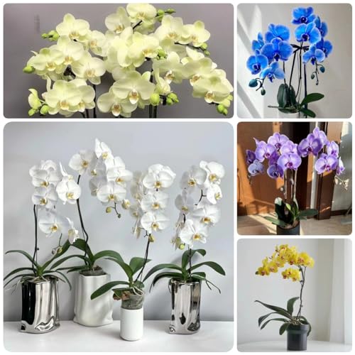 Generic 600 pz orchidee piante vere semi rari, orchidea, semi di fiori, giardino Cymbidium fiori per balcone, semi biologici semi di fiori, piante da balcone resistenti perenni semi di fiori