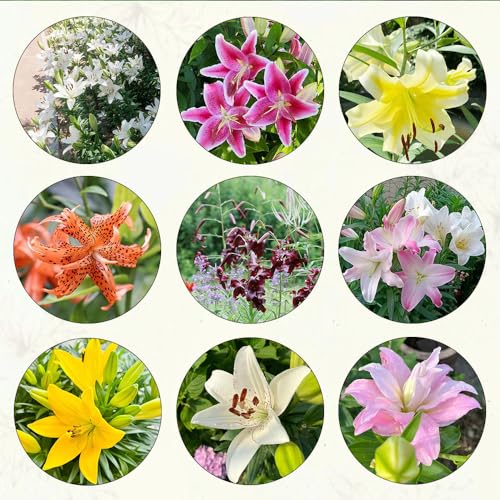 Generic 18 pezzi bulbi di gigli resistenti fiori di campo perenni piante da ufficio giardi di erbe regalo Lilium brownii gigli di giglio bulbo di fiori idroponici balcone pianta vaso di fiori