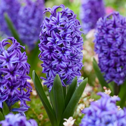 DUTCH BULBS EXCLUSIVE PLANTS FROM HOLLAND Giacca blu Hyazinthen (15 bulbi), collezione di giacinti profumati, 3 varietà/colori, perenne, bulbi di fiori resistenti al freddo misti dall'Olanda per giardino, vaso, vetro (grandi bulbi, non semi).