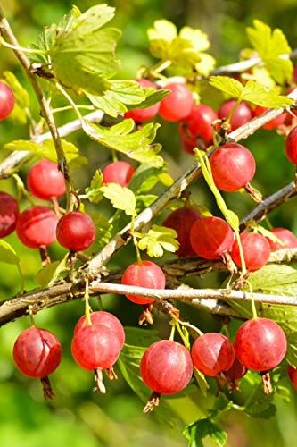 eGarden.store Pianta di Uva Spina Rossa Albero di Uva Spina Rossa Età 2 anni Pianta da frutto di Uva Spina Rossa in vaso Pianta vera di Uva Spina venduta da