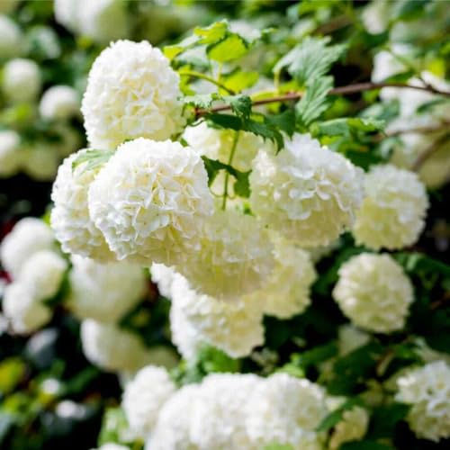 Vivaio di Castelletto Viburno palla di neve “Viburnum opulus roseum”, Pianta di Viburno, Pianta in Vaso ø 19 cm,