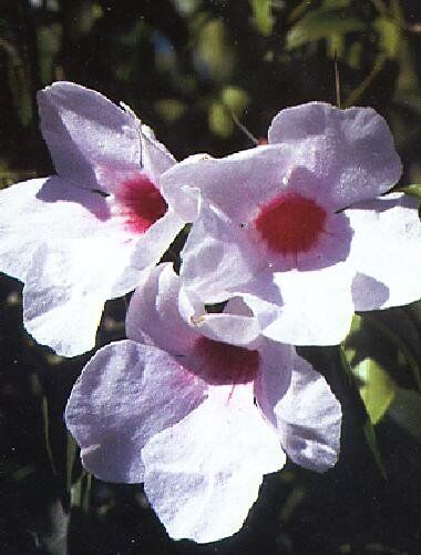 TROPICA Pandorea Jasminoides (Pandorea pandorana) 15 Semi- Australia