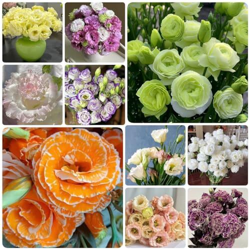 Generic 80 Pezzi Semi Di Eustoma Lisianthus Fiori Balcone, Regali Da Giardi Per Le Donne, Eustoma Grandiflorum, Piante Da Balcone Semi Di Fiori Piante Perenni Resistenti All'Inver Per Balcon