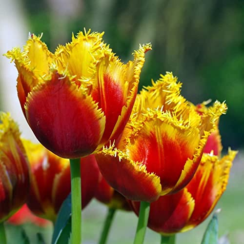 BRKENT Bulbi Tulipani Da Fiore Perenni Resistenti Esotiche Piante Da Balcone Fiori Decorativi Da Balcone Regalo Tulipani Bulbi Piante Perenni Resistenti Fiori Da Balcone 5 Bulbi Di Tulipa Rossa Giallo