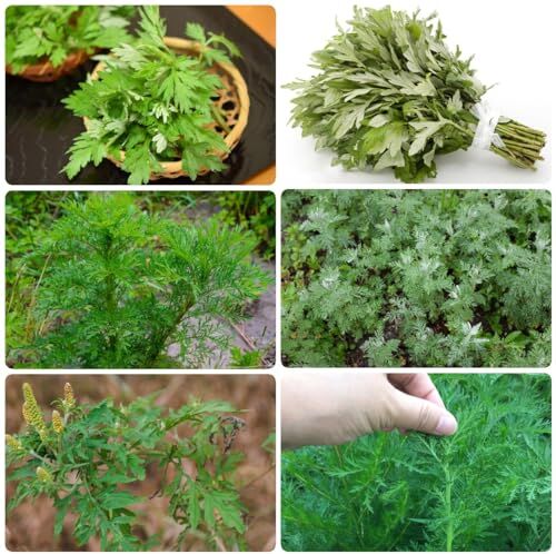 Generic 500 Pezzi Di Semi Di Artemisia Annua Biologici Artemisia Caruifolia Semi Di Ortaggi, Semi Di Erbe, Semi Di Piante D'Appartamento, Acquistare Semi Di Artemisia Annua, Semi Di Erbe, Semi D