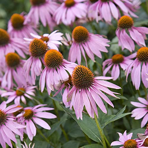 Generic Pianta Di Echinacea Coneflower Echinacea Purpurea Decorazione Da Giardi All'Aperto,Semi Di Fiori Perenne Letto Balcone,Fiori Da Giardi Mini Serra Dava 200 Pezzi