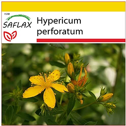 SAFLAX Set per la coltivazione Iperico 300 semi Hypericum perforatum