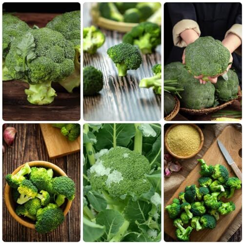 Generic 300 Pezzi Semi Di Broccoli Biologici Brassica Oleracea Verdure Invernali, Piante Resistenti Per Il Giardi, Semi Di Broccoli, Broccoli Freschi, Semi Di Piante, Semi Di Ortaggi, Vecchie