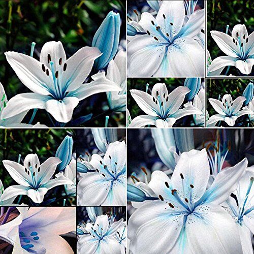 Rosepoem 50pcs blu rara giglio lampadine semi piantare lilium fiore casa giardino arredamento