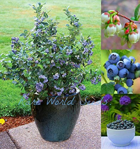SVI PLAT FIRM Germinazione dei semi: bella e dolce! Blueberry Dwarf 'Sole Blu' Self-fertile! semi HARDY