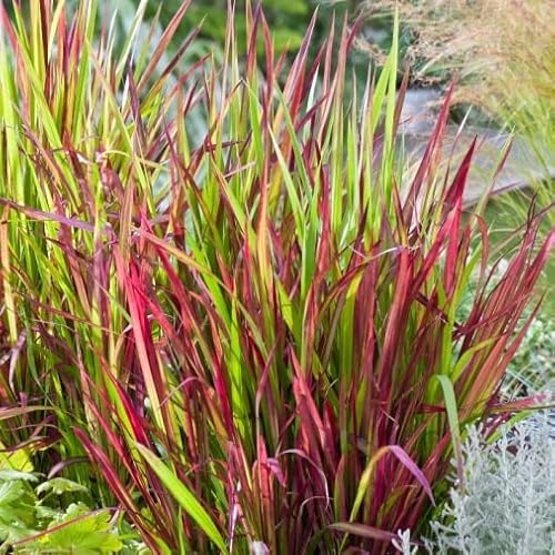 CIFO Imperata cylindrica"Red Baron" [Vaso Ø18cm]