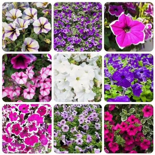 Generic 25 pezzi di semi di petunia perenni semi di fiori di campo, piante rampicanti, resistenti all'inver, Petunia ibrida, fiori decorativi, semi di bonsai, semi di fiori da balcone, piante in