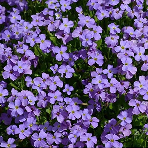 Arborix 6 x Aubrieta 'Cascade Blue' Perenni Vaso 9cm x 9cm