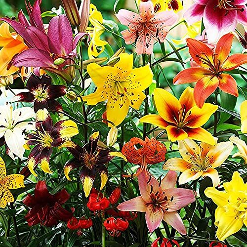 COOTO 15x Lilium bulbi mix Bulbi primaverili Bulbi giglio lilium Fiori giardino perenni Fiori da giardino