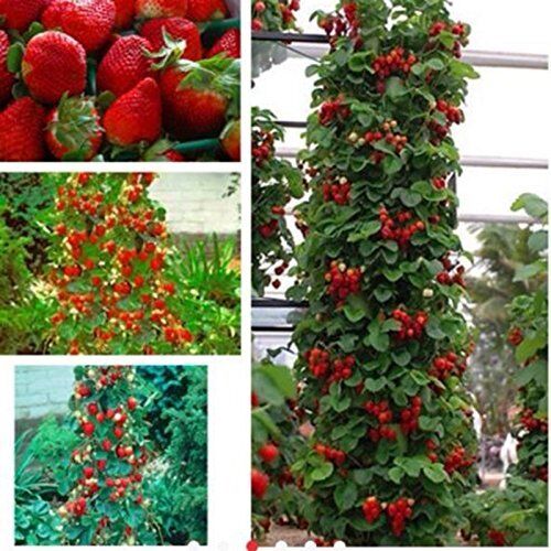 SVI semi 800pcs fragola 2016 nuovo gigante rosso arrampicata semi fragola frutta pianta per la casa giardino semina