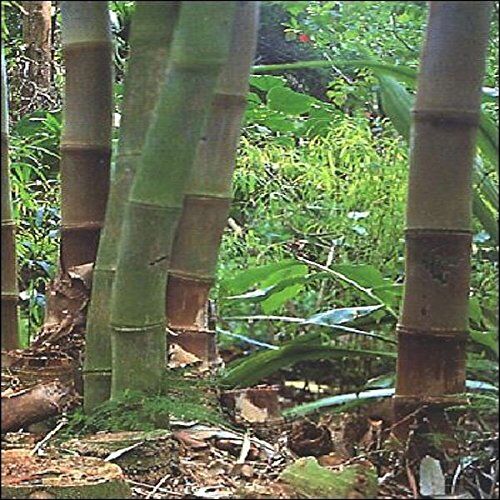 TROPICA bambù gigante (Dendrocalamus giganteus) 50 semi