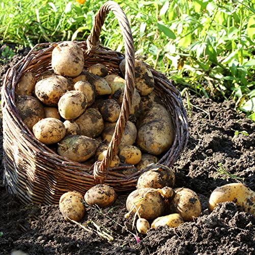 Generic Semi Di Patata Bio Solanum Tuberosum Semi Di Patata Resistenti Da Piantare Fuori Casa Coltiva Il Tuo Orto Urba 10 Pezzi (Giallo)