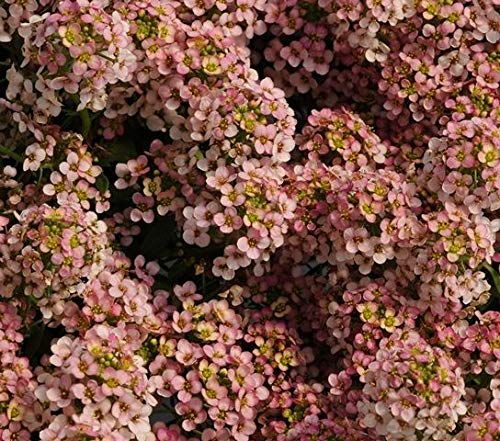 PLAT FIRM Germinazione dei semi: 200 Alyssum Semi di Pasqua Bonnet Peach