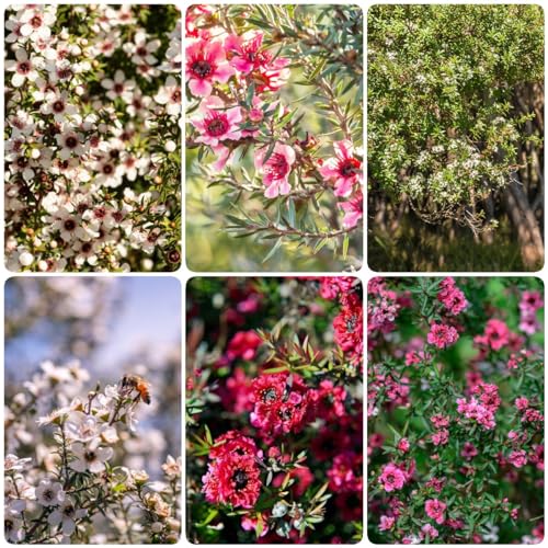 Generic 60 pezzi di semi biologici manuka vaso per piante albero bonsai, Leptospermum scoparium, farfalla lilla serra balcone vaso per piante decorazione semi di fiori regalo ospite