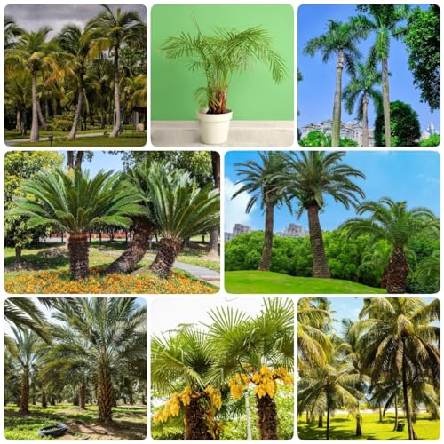 Generic 350 pezzi di semi resistenti alla palma semi di alberi, semi di piante, semi di palma, Trachycarpus fortunei, albero bonsai, piante verdi, regali da giardi per uomini, regali insoliti, r