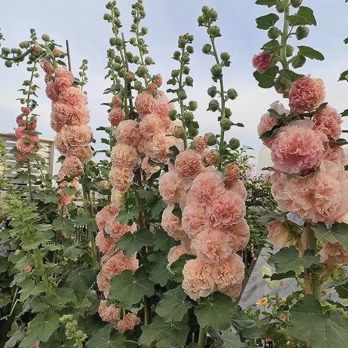 BRKENT 200 Pz Semi Di Malvarosa Fiore Da Giardi Semi Di Bonsai (Alcea Rosea) Fiore Da Giardi Piccoli Regali Semi Di Piante Da Appartamento Purificazione Dell'Aria Piante Da Appartamento Piante