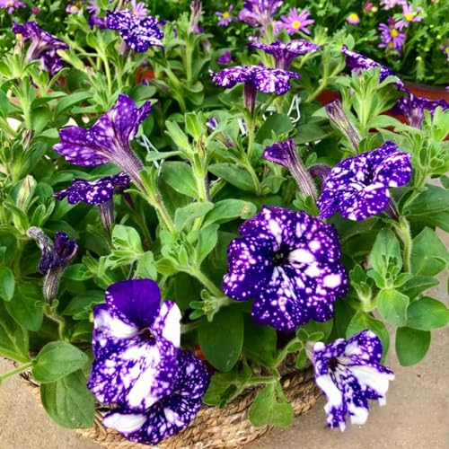 Generic 300 pz semi di petunia appesi, Piante perenni resistenti, fioriere permanenti, piccoli regali pasquali semi di petunia, petunia Petunia ibrida, bomboniere semi di fiori, piante resistenti