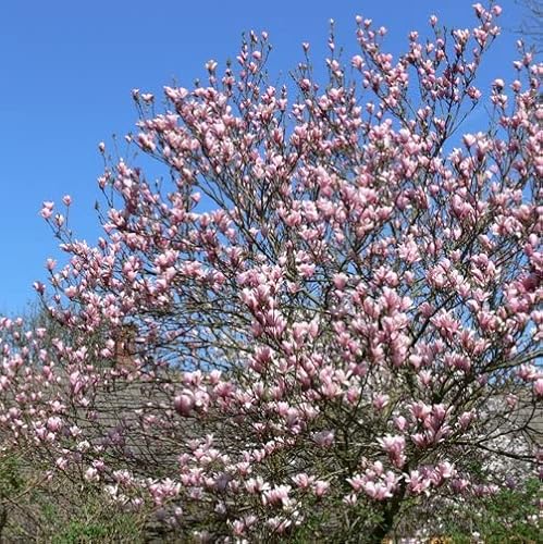 CIFO Magnolia x soulangeana"Heaven Scent" [Vaso Ø26cm]