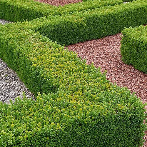 GardenersDream Buxus Sempervirens   Piante Topiaria Classiche   Siepi di Bosso in Vaso (10 Piante)