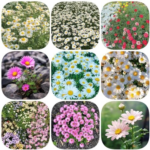 Generic 50 pezzi di semi di margherita farfalla lilla, Bellis perennis, vaso per piante di margherite, piante in vaso resistenti, piante da balcone robuste, regali resistenti e sostenibili per