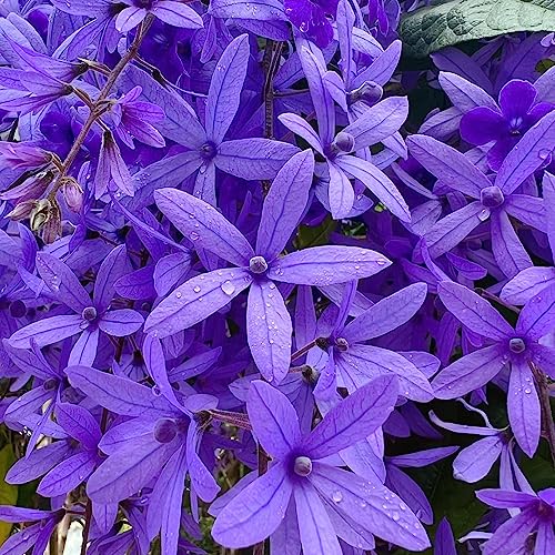 Generic 30 pz Semi di Petrea Volubilis Fiori da balcone, regali di Pasqua Semi di fiori recisi, semi di piante da appartamento Semi di fiori, piante da balcone Hardy Perenne Prato di fiori