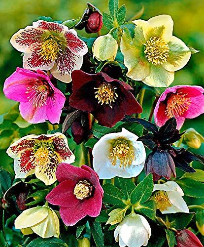 Generic Portal Cool 100Pcs Helleborus Elleboro Seeds di Natale Fiore della Rosa di Crescere in Fiore Inverno