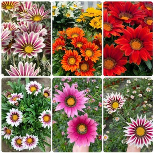 Generic 25 pezzi di semi di cesto ad anello africa semi di fiori regalo per gli ospiti, Gazania rigens, piante da appartamento decorazione soggior piante resistenti all'inver per balcone aiu