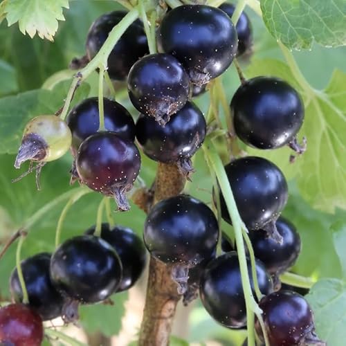 Generico RIBES JOSTABEERE JODELI® KOMPAKTE NERO frutti di bosco vaso18 FOTO REALE AMDGarden