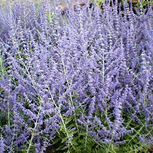 CIFO Perovskia atriplilia “Blue Spire” (Salvia Siberiana) [Vaso Ø18cm]