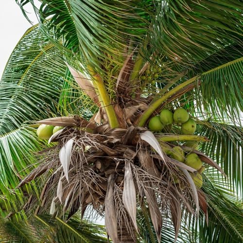 Generic 30 pz semi di piante reali di palma da cocco, semi biologici, semi di piante esotiche, semi di palma da cocco (Cocos nucifera) piante esotiche, piante in vaso resistenti alberi da